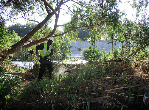 Thirsk tree removal